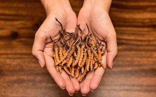 鮮冬蟲夏草多少錢一條