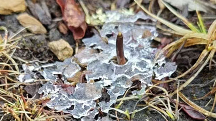 冬蟲(chóng)夏草的冬季真容:冰封下的生命蟄伏