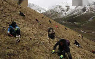 冬蟲夏草都是野生的嗎？探尋其生長的奧秘