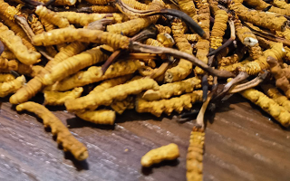 冬蟲夏草挑選指南：避開陷阱選對珍品
