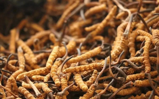冬蟲夏草有什么好處？解密天然滋補(bǔ)品的多重健康價值