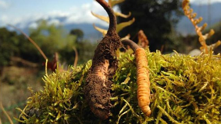 如何挑選新鮮冬蟲夏草？掌握這幾個關(guān)鍵要點