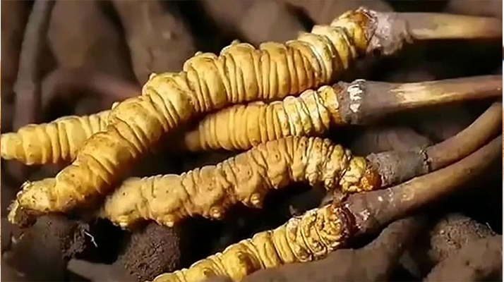 生嚼鮮冬蟲(chóng)夏草能吃嗎？科學(xué)解析食用方式