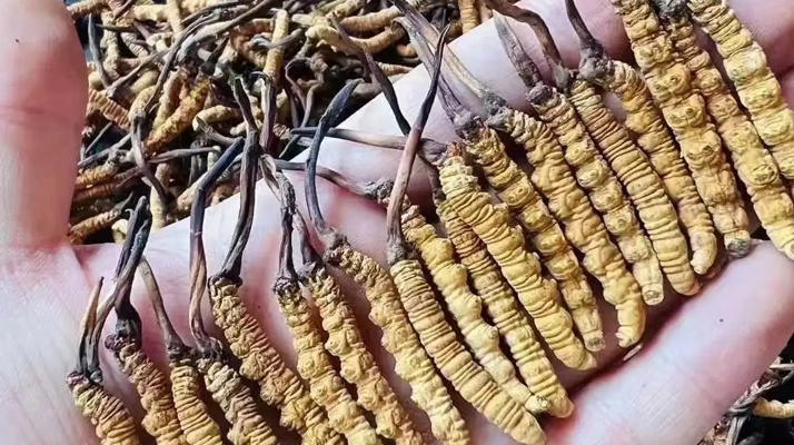 冬蟲夏草價格探秘：影響因素與市場行情