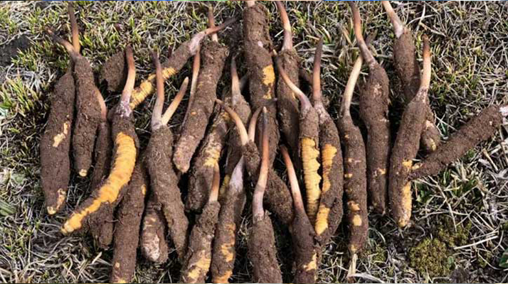 <a href=http://www.cw298.com/xinxian/ target=_blank class=infotextkey>新<a href=http://www.cw298.com/xinxian/ target=_blank class=infotextkey>鮮冬蟲夏草</a></a>科學(xué)晾干指南