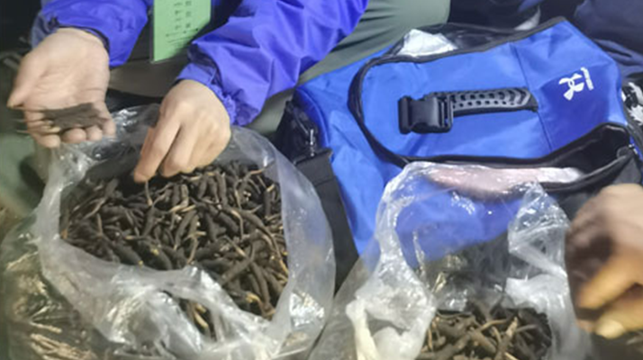 <a href=http://www.cw298.com/xinxian/ target=_blank class=infotextkey>新<a href=http://www.cw298.com/xinxian/ target=_blank class=infotextkey>鮮冬蟲夏草</a></a>的正確食用指南