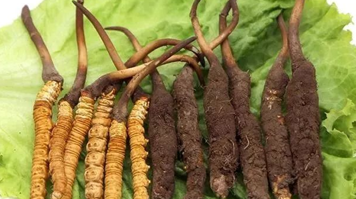 吃新鮮冬蟲夏草后拉肚子？原因與應(yīng)對方法解析