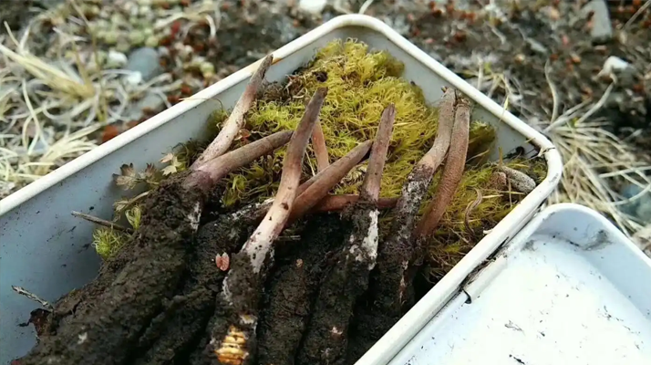 冬蟲夏草怎么辨別養(yǎng)殖的？掌握 5 大鑒別要點