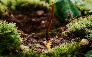 新鮮好的冬蟲夏草怎么吃？解鎖營養(yǎng)滋補新方式?