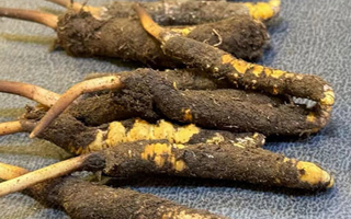 新鮮野冬蟲夏草的美味滋補吃法指南