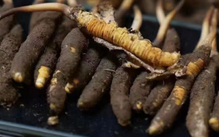 冬蟲夏草適合哪些人群？精準(zhǔn)滋補(bǔ)指南