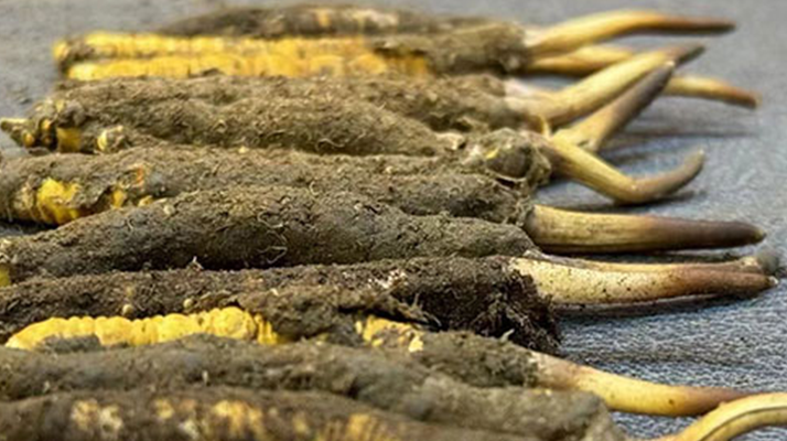 一根鮮<a href=http://www.cw298.com/jiage/ target=_blank class=infotextkey>冬蟲夏草多少錢</a>？影響價(jià)格的核心因素解析