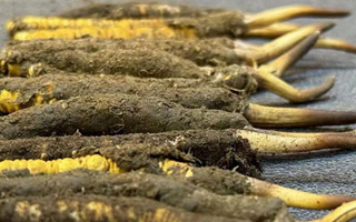 一根鮮冬蟲夏草多少錢？影響價(jià)格的核心因素解析