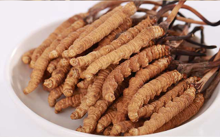 冬蟲(chóng)夏草藥酒飲用指南：滋補(bǔ)養(yǎng)生的正確打開(kāi)方式