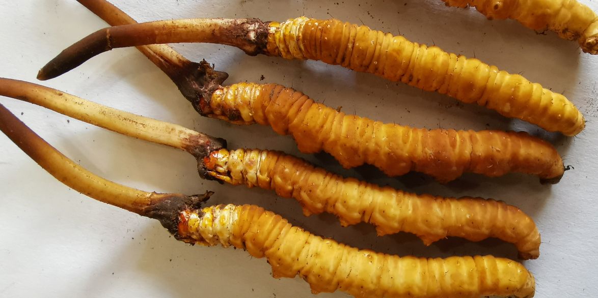 冬蟲夏草燉鮮鮑排骨湯：秋冬滋補(bǔ)的養(yǎng)生佳品