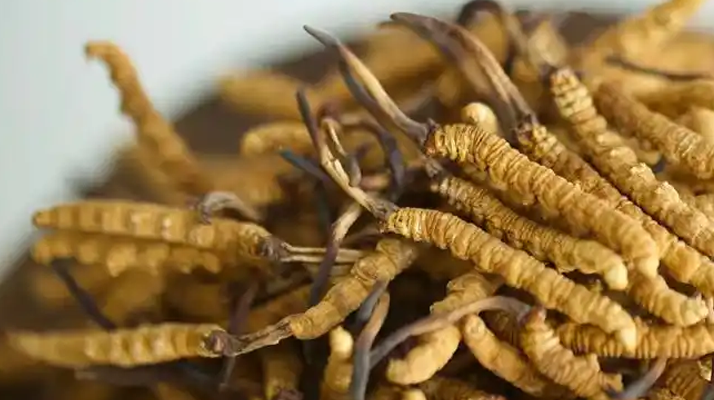 普通<a href=http://www.cw298.com/jiage/ target=_blank class=infotextkey>冬蟲夏草多少錢</a>一斤？深入剖析價格背后的秘密