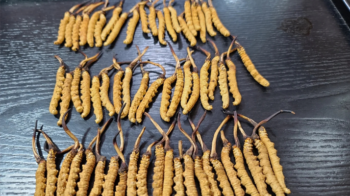 冬蟲夏草：價(jià)值光環(huán)下的真相與爭(zhēng)議