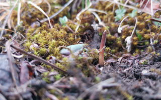 冬蟲夏草：跨越兩界的生命奇珍