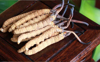 冬蟲夏草的采摘時間探秘