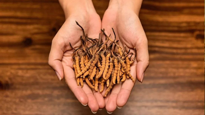 去哪里買真冬蟲(chóng)夏草？揭秘正品蟲(chóng)草的可靠購(gòu)買渠道