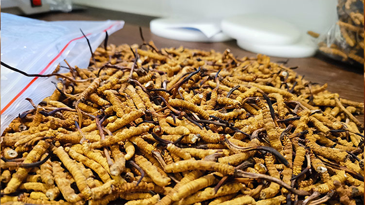 普通冬蟲夏草多少錢一斤？價(jià)格背后的品質(zhì)密碼