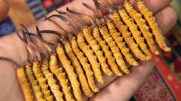 今年<a href=http://www.cw298.com/xinxian/ target=_blank class=infotextkey>鮮冬蟲夏草</a>價(jià)格如何?