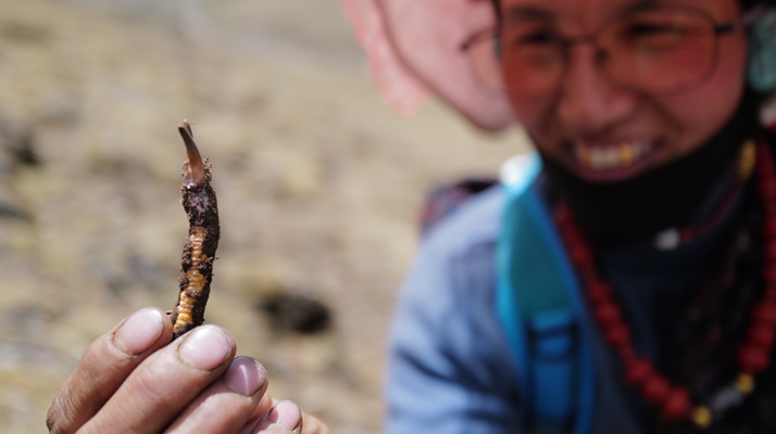 冬蟲夏草采取時(shí)間