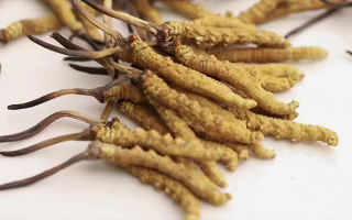 冬蟲夏草價(jià)格一克多少錢