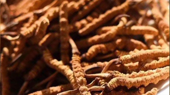 野生<a href=http://www.cw298.com/jiage/ target=_blank class=infotextkey>冬蟲夏草多少錢</a>一克