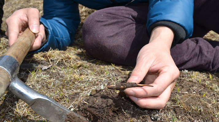 怎樣鑒別<a href=http://www.cw298.com/tag/6.html target=_blank class=infotextkey>冬蟲夏草的產(chǎn)地</a>