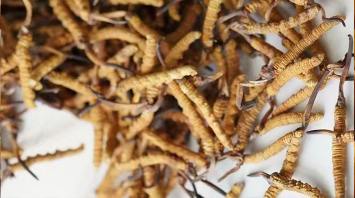 天然<a href=http://www.cw298.com/jiage/ target=_blank class=infotextkey>冬蟲夏草多少錢</a>一克