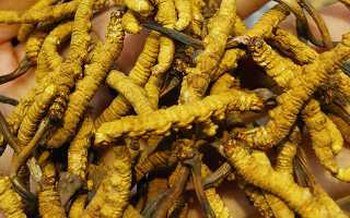 野生冬蟲(chóng)夏草怎么買(mǎi)