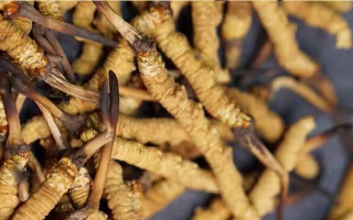冬蟲夏草在哪里生長