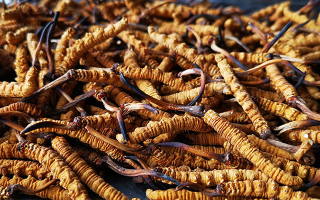 冬蟲夏草一斤大概有多少根