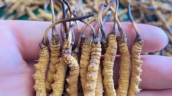 正品<a href=http://www.cw298.com/s/nqcc/ target=_blank class=infotextkey>那曲冬蟲夏草</a>的價(jià)格