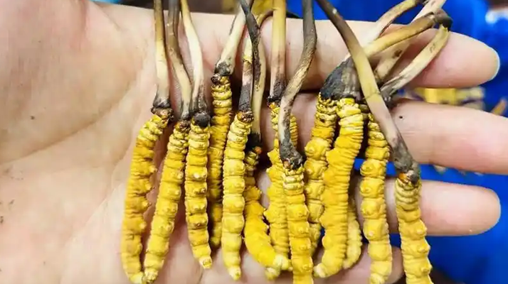 冬蟲(chóng)夏草鮮草和干的區(qū)別