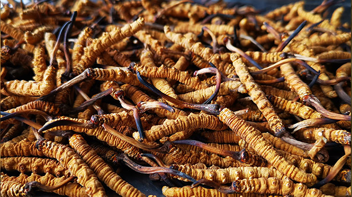 冬蟲(chóng)夏草是怎么形成的