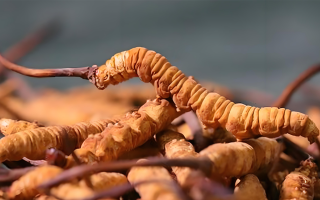 老人如何服用冬蟲夏草