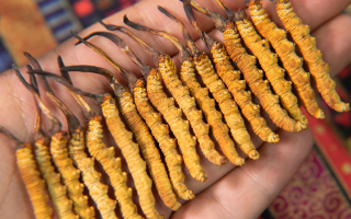 西藏那曲冬蟲夏草多少錢一克