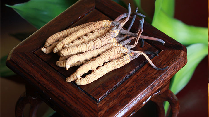 新鮮<a href=http://www.cw298.com/jiage/ target=_blank class=infotextkey>冬蟲夏草的價格</a>一根