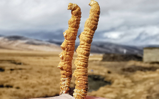 今年冬蟲(chóng)夏草的行情走勢(shì)