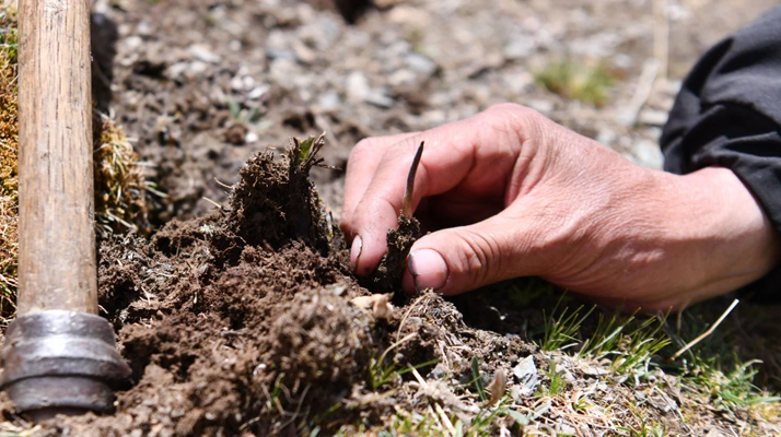 冬蟲夏草采摘全紀(jì)實(shí)：一場(chǎng)海拔4500米的生命接力