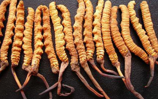 深圳冬蟲(chóng)夏草價(jià)格指南：一克多少錢？
