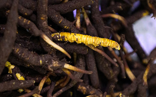 新鮮冬蟲夏草可以冷凍嗎？科學保存指南來了