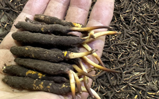 一天一根新鮮冬蟲夏草，這些功效藏不住