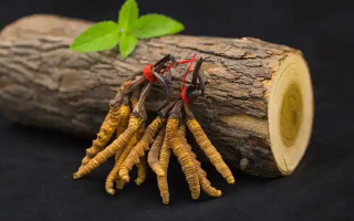 冬蟲夏草一開始長什么樣？從幼蟲到蟲草雛形的生長歷程