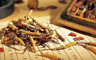 冬蟲夏草適合哪些人？一文讀懂適用與禁忌人群