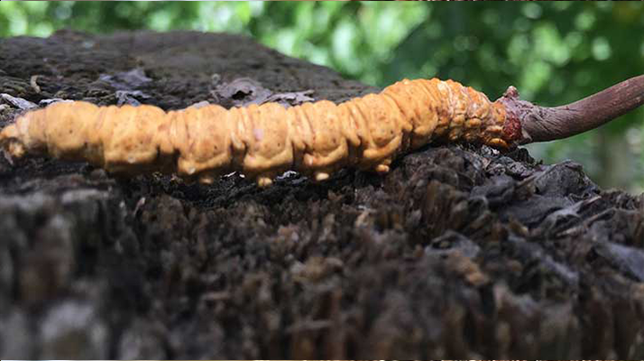 冬蟲(chóng)夏草送老人：合適與否需理性考量