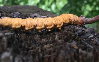 冬蟲(chóng)夏草送老人：合適與否需理性考量