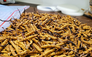 喝冬蟲(chóng)夏草的作用與功效